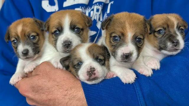 Sathvara Jack Russell Terrier