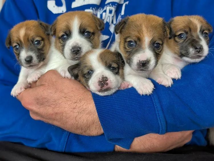 Sathvara Jack Russell Terrier