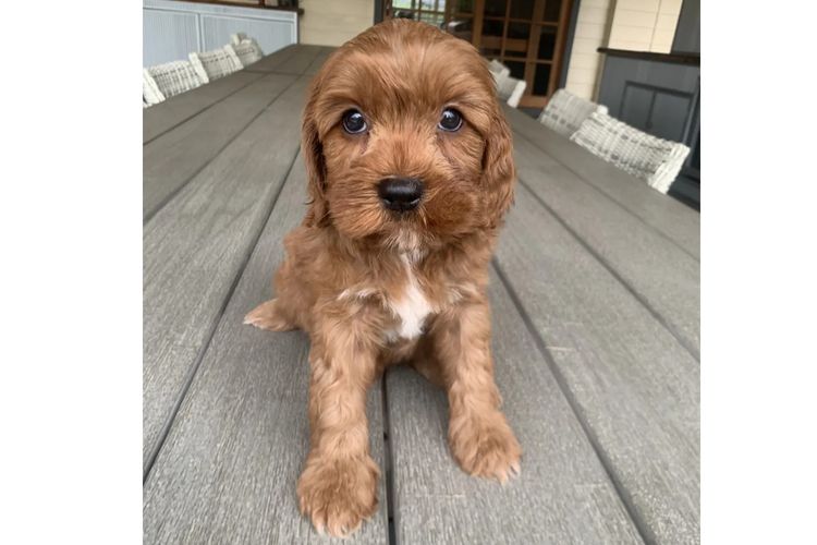 Lucky Stone Puppies