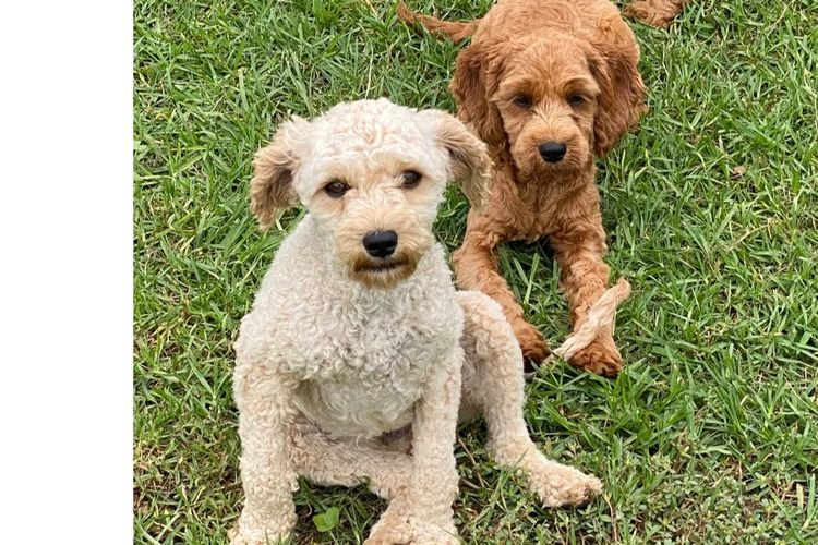 Lucky Stone Puppies
