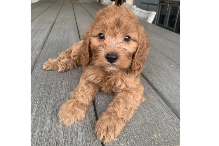 Lucky Stone Puppies