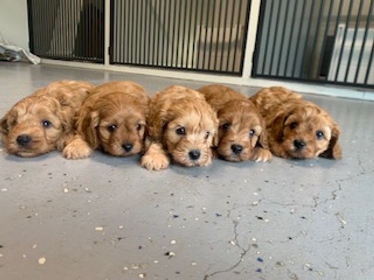 Lucky Stone Puppies