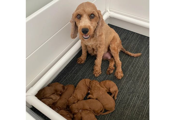 Lucky Stone Puppies