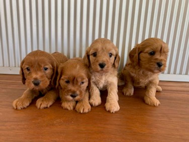 Lucky Stone Puppies