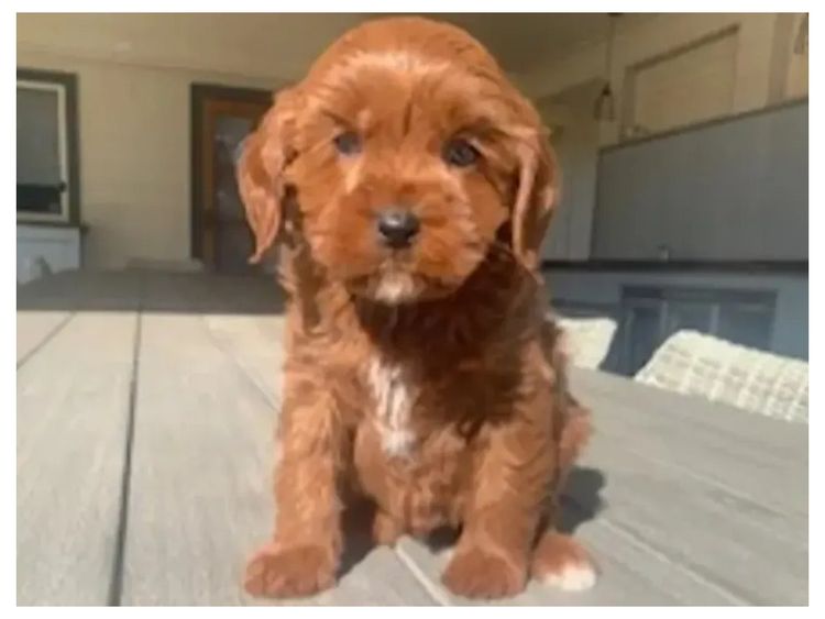 Lucky Stone Puppies