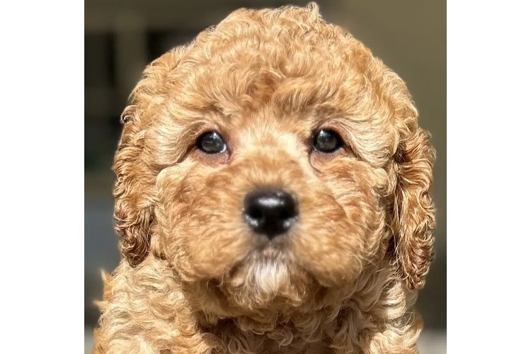 Lucky Stone Puppies