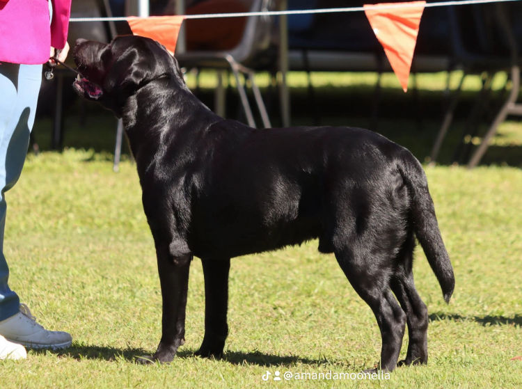 Mandella Labs - ANKC Registered & Dogs Qld Member