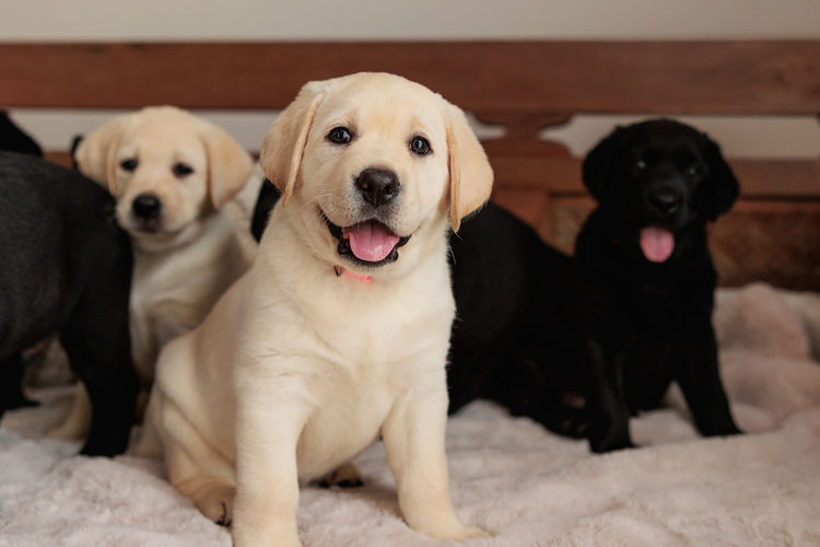 Mandella Labs - ANKC Registered & Dogs Qld Member