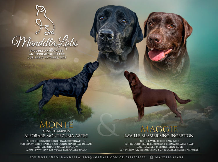 Mandella Labs - ANKC Registered & Dogs Qld Member