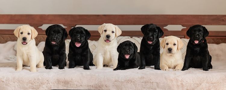 Mandella Labs - ANKC Registered & Dogs Qld Member