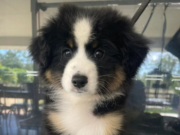 Masgriffs Miniature American Shepherds