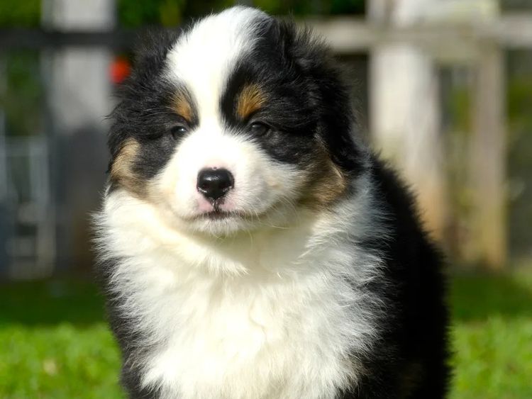 Masgriffs Miniature American Shepherds