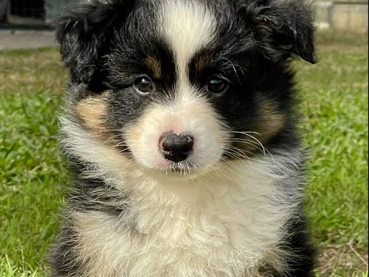 Masgriffs Miniature American Shepherds