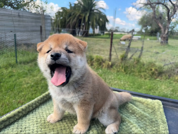 StarPup Kennel - Shiba Inu's