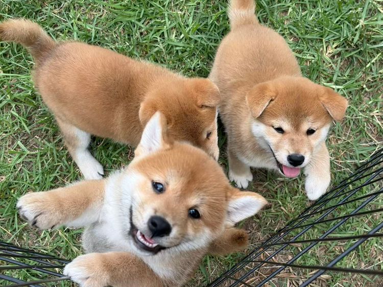 StarPup Kennel - Shiba Inu's