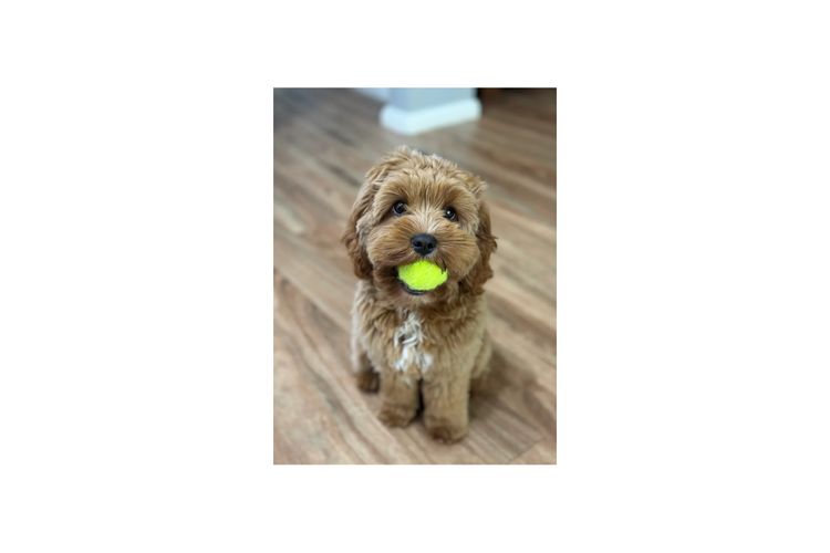 Northdale Cavoodles