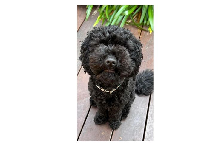 Northdale Cavoodles