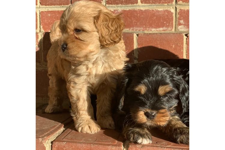 Northdale Cavoodles