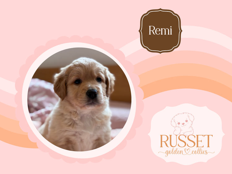 Russet Golden Collies