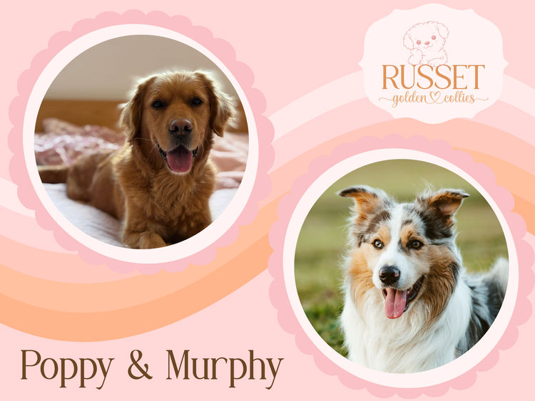 Russet Golden Collies