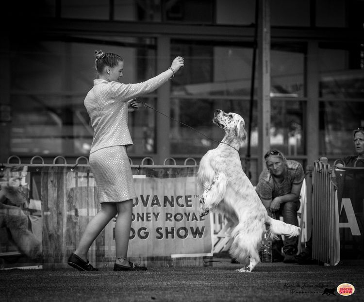 Orwin English Setters