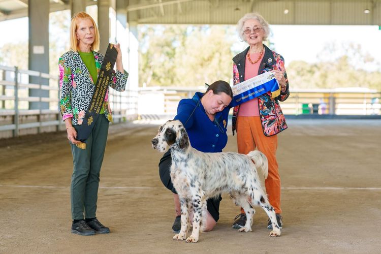 Orwin English Setters