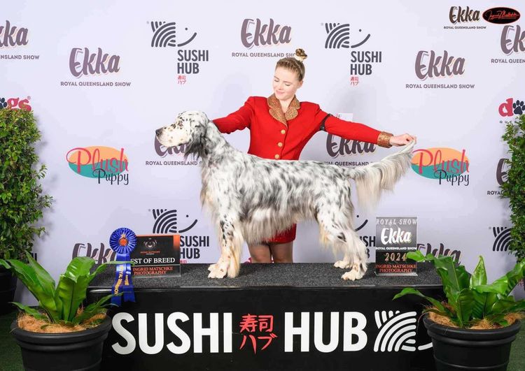Orwin English Setters