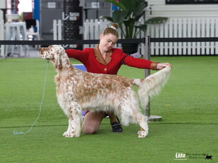 Orwin English Setters