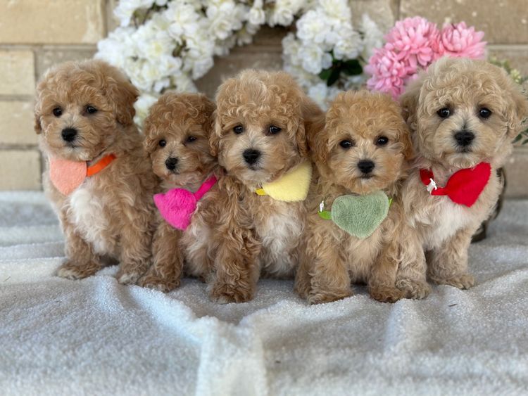 Sweetheart Puppies - Bichoodle