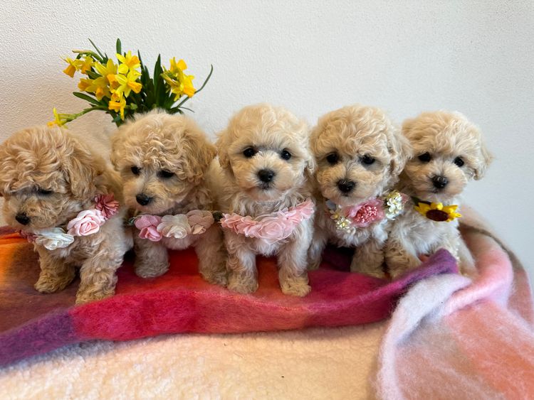 Sweetheart Puppies - Bichoodle