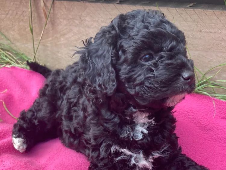 Sugerpaws Cavoodles