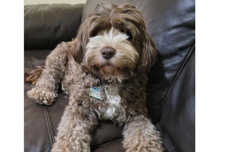 Sugerpaws Cavoodles