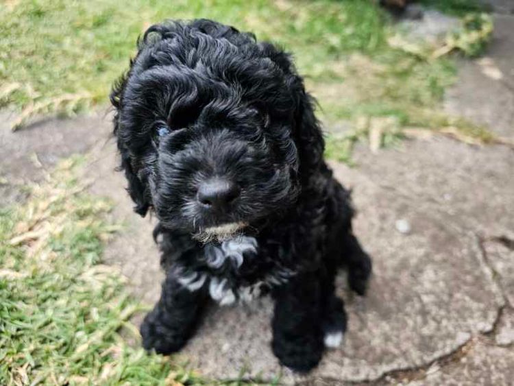 Sugerpaws Cavoodles