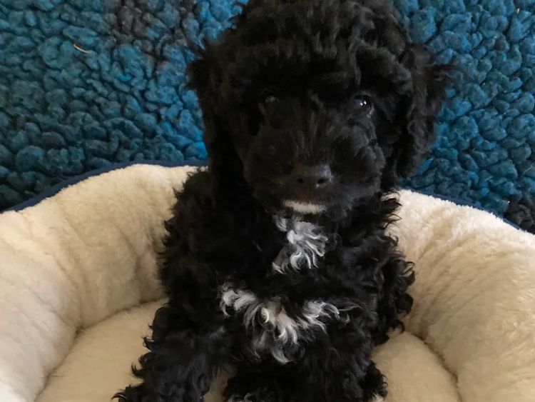 Sugerpaws Cavoodles