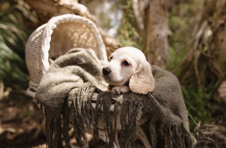 Sticks & Stones Miniature  Dachshund (MDBA REGISTERED)