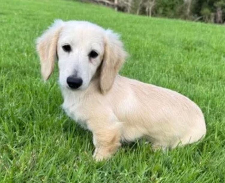 Sticks & Stones Miniature  Dachshund (MDBA REGISTERED)