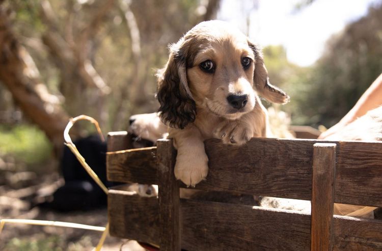 Sticks & Stones Miniature  Dachshund (MDBA REGISTERED)