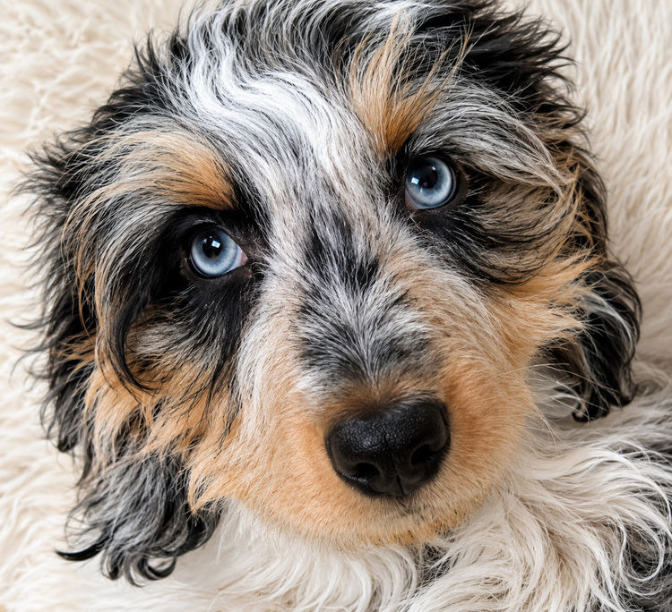 Sticks & Stones Miniature  Dachshund (MDBA REGISTERED)