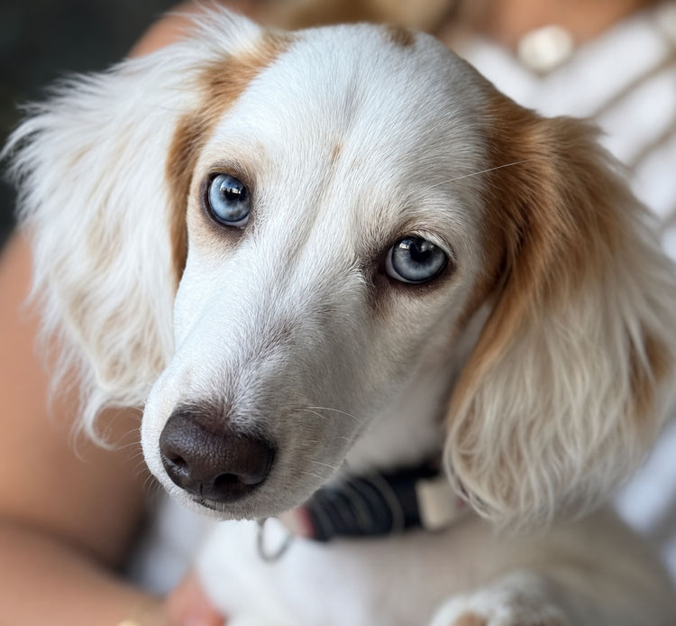 Sticks & Stones Miniature  Dachshund (MDBA REGISTERED)