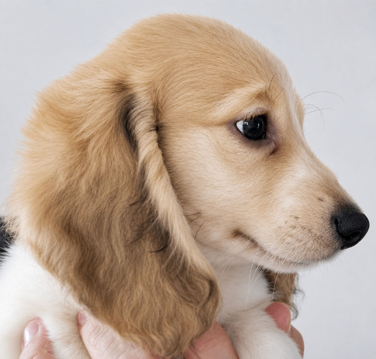 Sticks & Stones Miniature  Dachshund (MDBA REGISTERED)