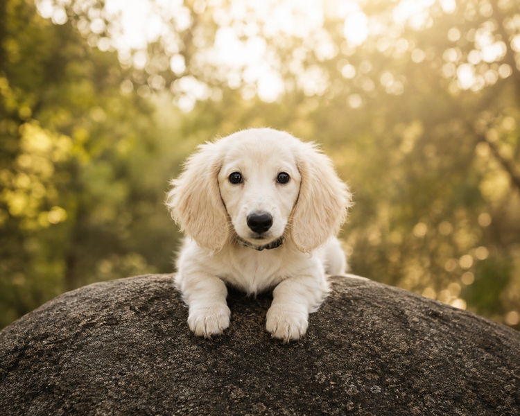 Sticks & Stones Miniature  Dachshund (MDBA REGISTERED)