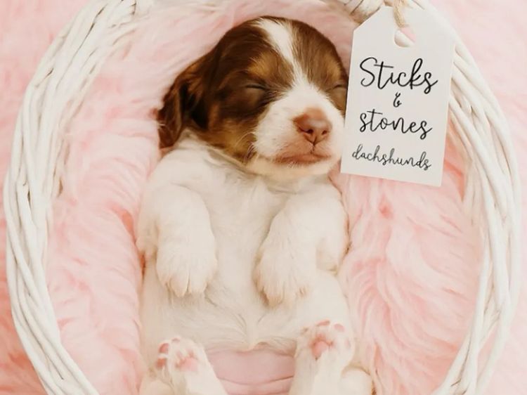 Sticks & Stones Miniature  Dachshund (MDBA REGISTERED)