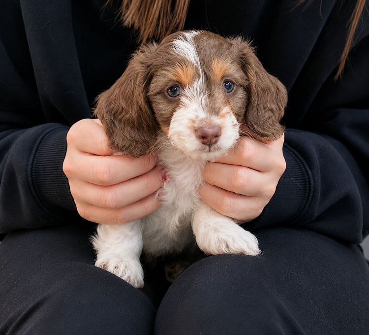 Sticks & Stones Miniature  Dachshund (MDBA REGISTERED)
