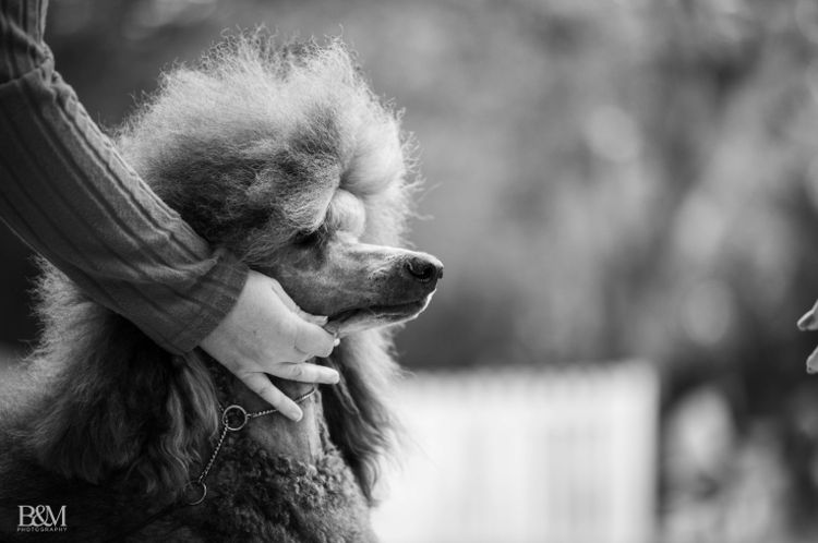Malerisch Standard Poodles