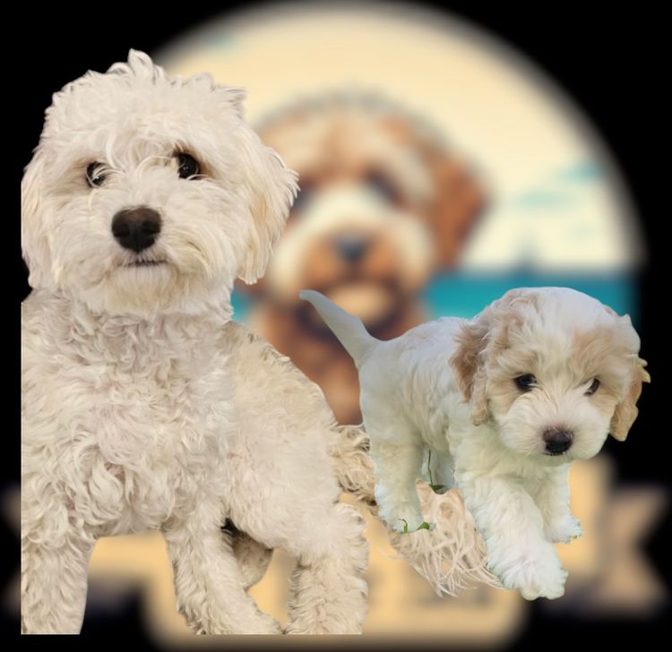 Cavoodles/Theodores By The Sea