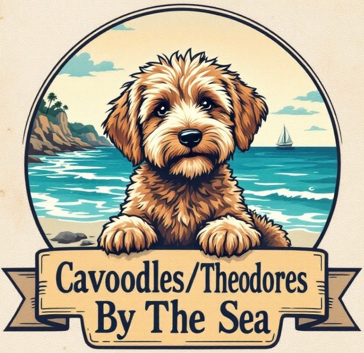 Cavoodles/Theodores By The Sea