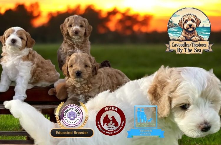 Cavoodles/Theodores By The Sea