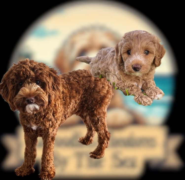 Cavoodles/Theodores By The Sea