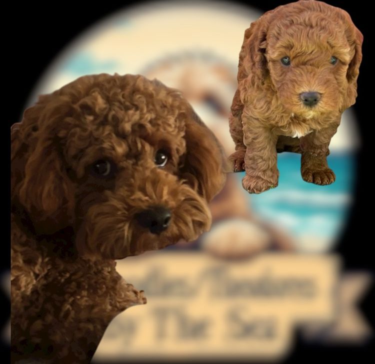 Cavoodles/Theodores By The Sea