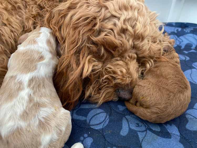 Cavoodles/Theodores By The Sea